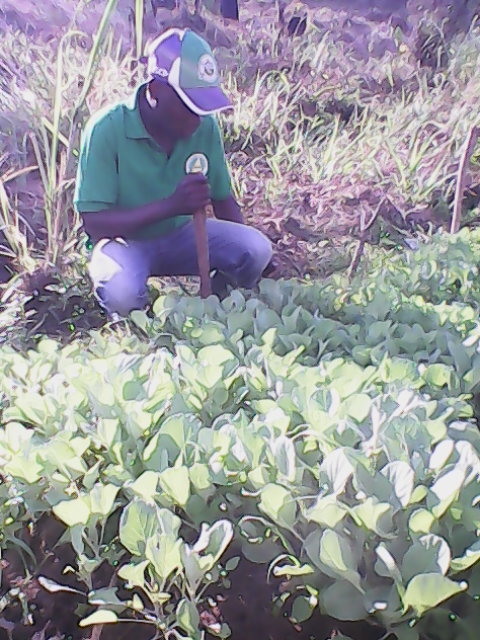 Técnico de AENA no campo na comunidade de Namanjavira, Mocuba.  // AENA technician in the field in Namanjavira, Mocuba. 20-05-2015