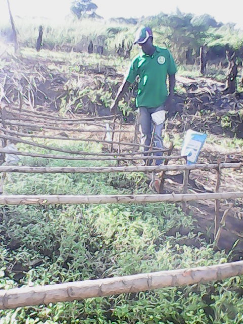 Viveiro de couve. Associação de Matabuine, Namanjavira. // Breeding ground for cole in the Matabuine association in Namanjavira, Mocuba. 20-05-2015